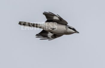 EA297450, Eastpress , Porvoo, Finland